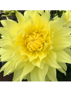 Dahlia cactus Yellow 2