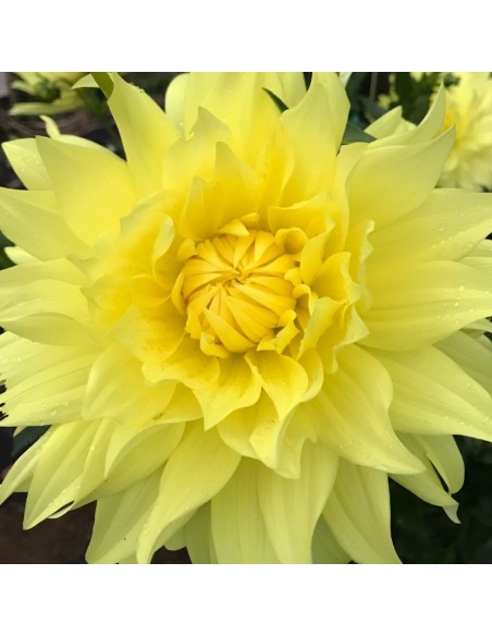 Dahlia cactus Yellow Passion