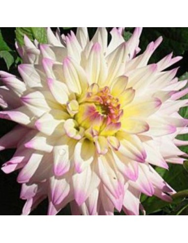 Dahlia cactus Romantique Dahlia cactus Romantique
