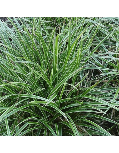 Laîche Japonaise Ice dance