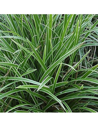 Laîche Japonaise Ice dance