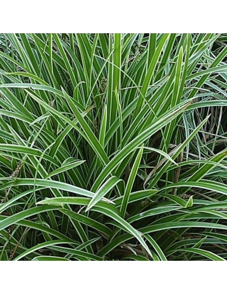Laîche Japonaise Ice dance