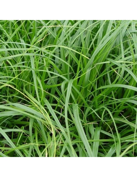 Laîche Japonaise Mosten