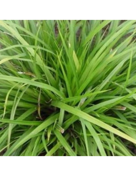 Laîche Japonaise Mosten