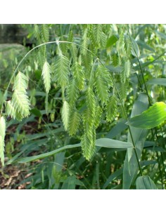 Avoine sauvage - Chasmanthium latifolium 2