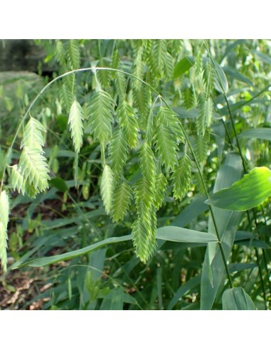 Avoine sauvage - Chasmanthium latifolium