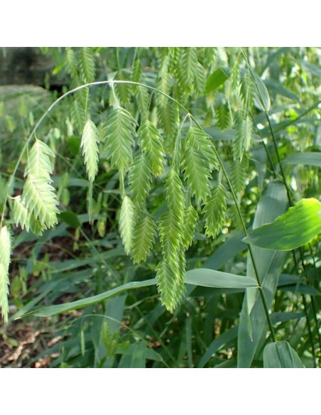 Avoine sauvage - Chasmanthium latifolium