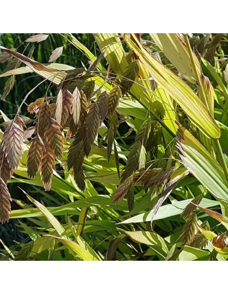 Avoine sauvage - Chasmanthium latifolium