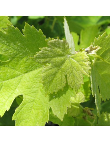 Vigne Chasselas doré
