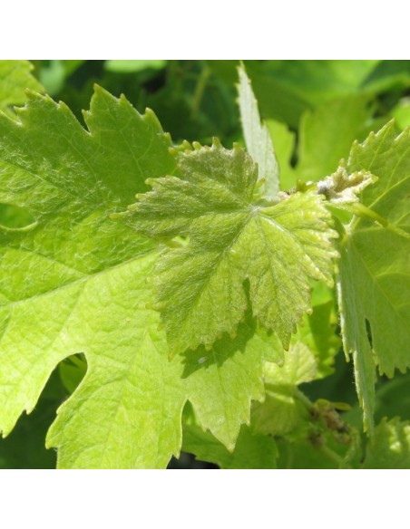 Vigne Chasselas doré