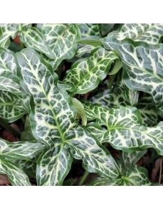 Arum d'Italie 2