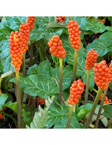 Arum d'Italie