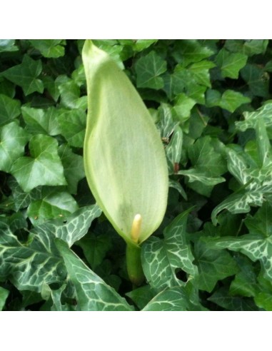 Arum d'Italie