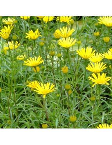 Oeil de boeuf jaune à feuilles de saule