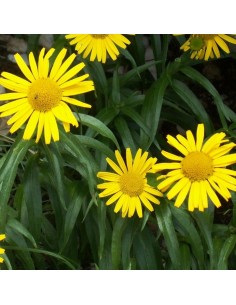 Oeil de boeuf jaune à feuilles de saule 2