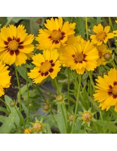 Oeil de jeune fille Sterntaler