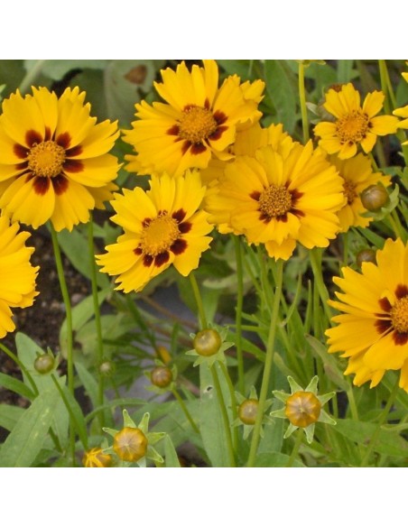 Oeil de jeune fille Sterntaler