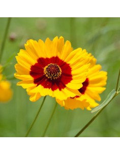 Oeil de jeune fille Sterntaler 2