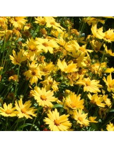 Oeil de jeune fille Baby gold