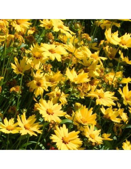 Oeil de jeune fille Baby gold