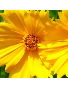 Oeil de jeune fille Baby gold 2