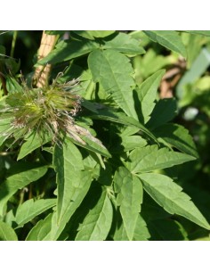 Clématite des Alpes Albina Plena 2