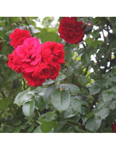 Rosier grimpant Amadeus