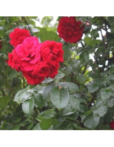 Rosier grimpant Amadeus - racines nues 2