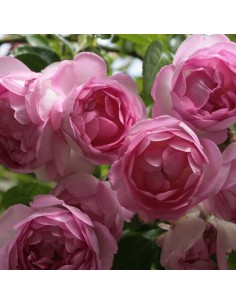 Rosier grimpant Jasmina