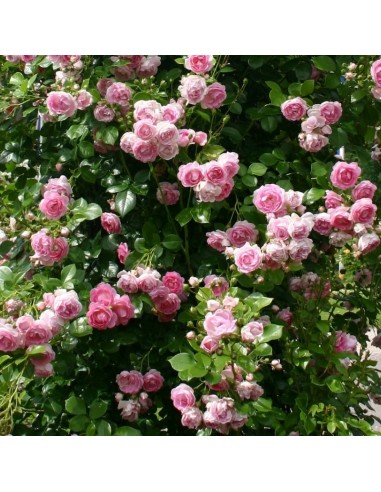 Rosier grimpant Jasmina