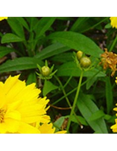 Oeil de jeune fille Badengold 2