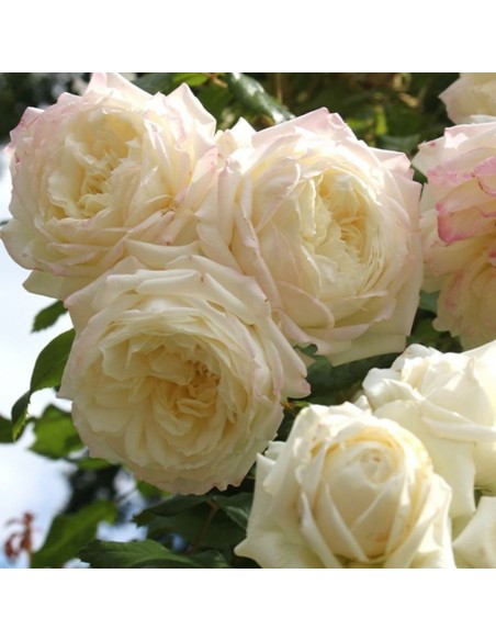 Rosier grimpant Alaska