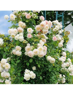 Rosier grimpant Alaska