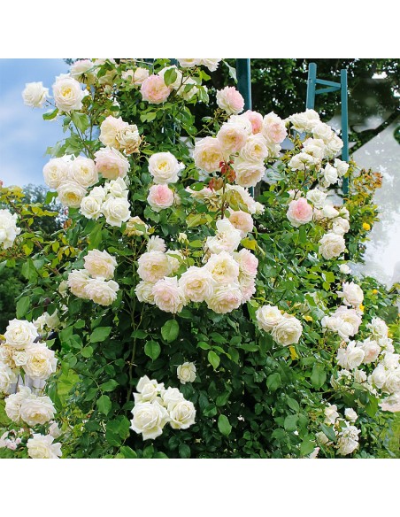 Rosier grimpant Alaska