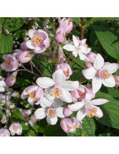 Deutzia Mont rose