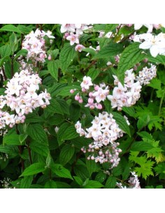 Deutzia Mont rose 2