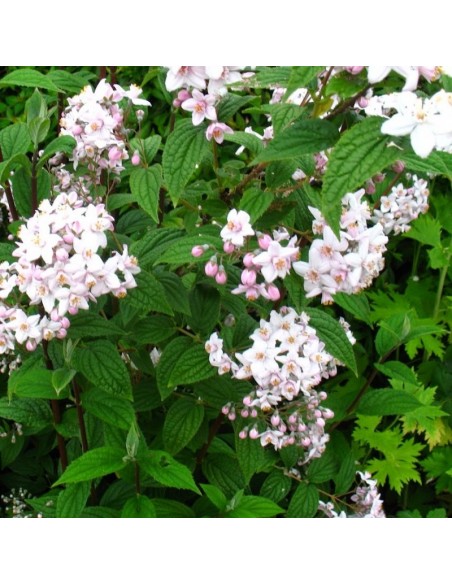 Deutzia Mont rose Deutzia Mont rose