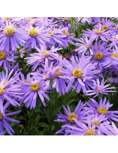 Oeil du Christ Sonora 2