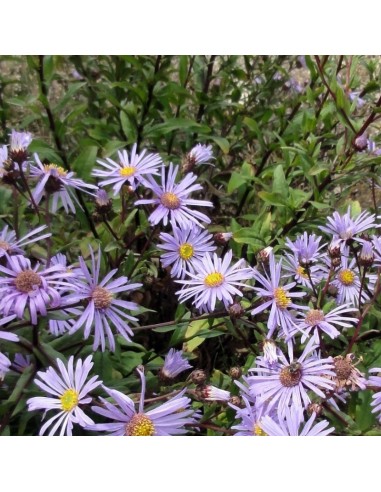 Oeil du Christ Dr Otto Petschek