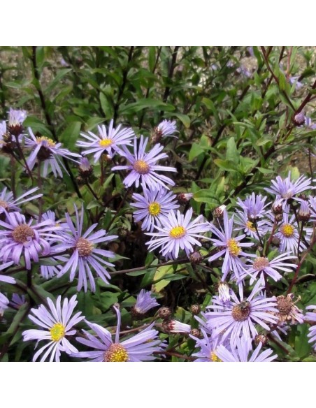 Oeil du Christ Dr Otto Petschek