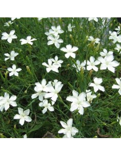 Oeillet à delta blanc