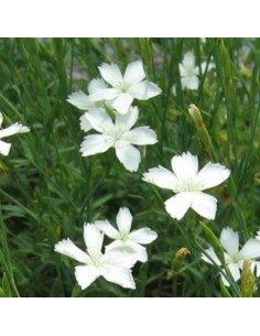 Oeillet à delta blanc 2