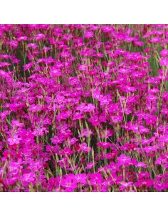 Oeillet à delta splendens