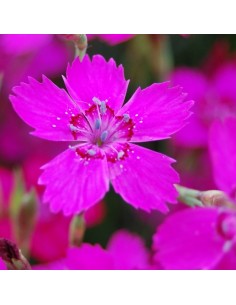 Oeillet à delta splendens 2