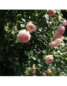 Rosier grimpant Pierre de Ronsard 2