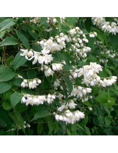Deutzia Pride of Rochester 2