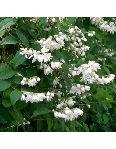 Deutzia Pride of Rochester