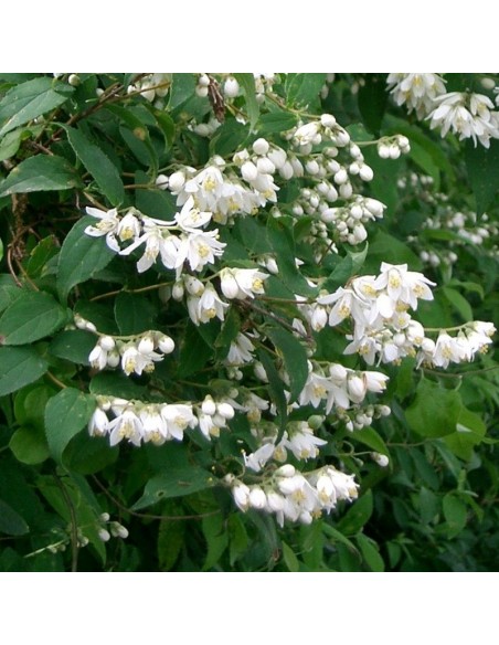 Deutzia Pride of Rochester