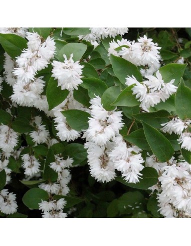 Deutzia Pride of Rochester