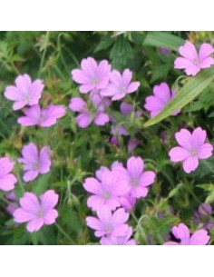 Geranium vivace Rose Clair 2